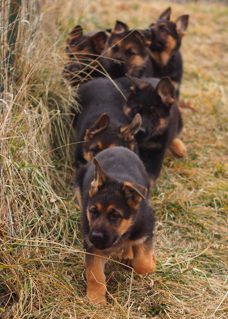 german shepherd puppies running in grass