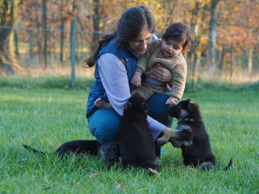 puppies, baby, playing, German Shepherd Breeders in Virginia