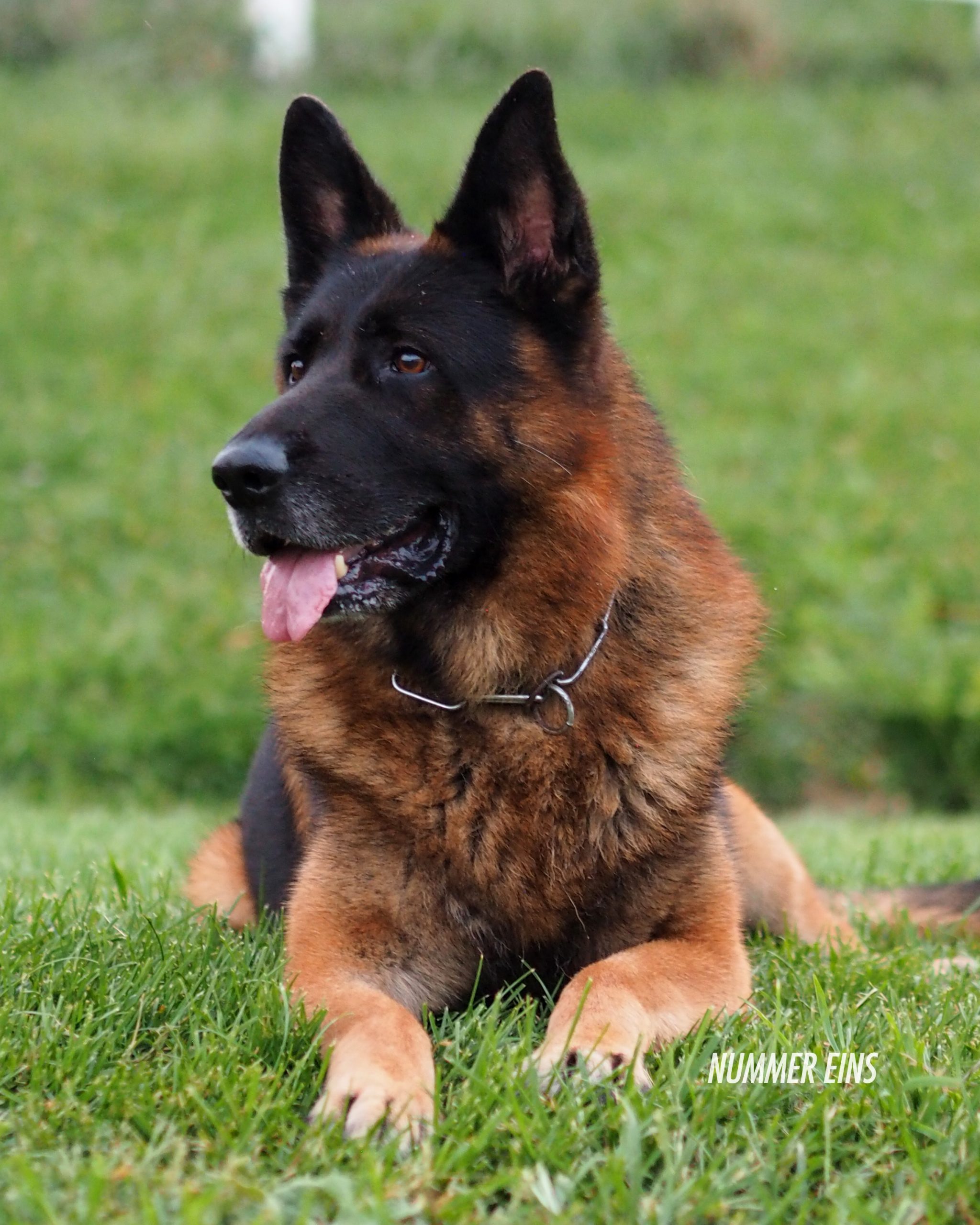 ・Germanshepherd・１９７４〜・１６×２０・ Copen・ Our German Shepherds - Nummer Eins German Shepherds