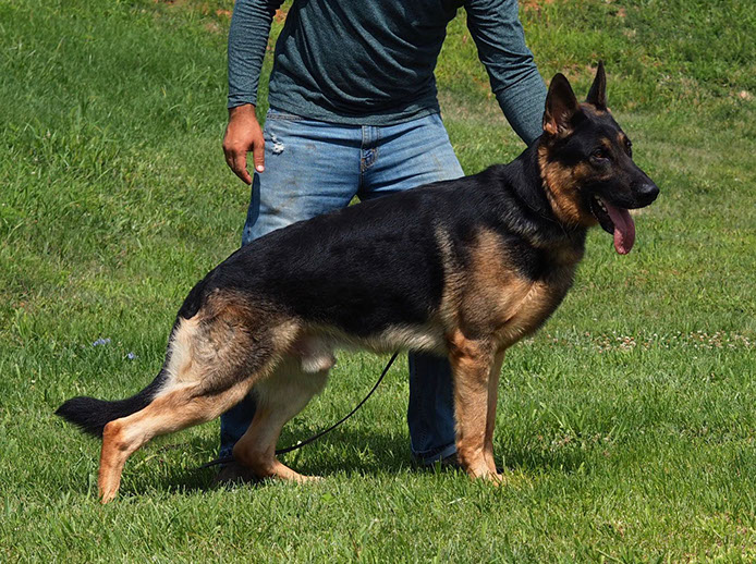 german shepherd male stud dog, German Shepherd Breeders in Virginia
