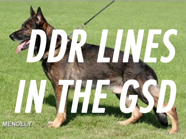 DDR German Shepherds:  East Germany to the World.