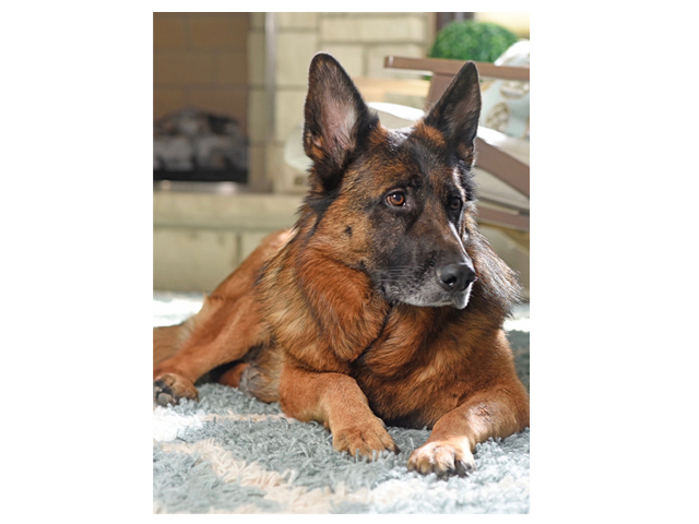 German Shepherd protection dog, family protection dog, personal protection, trained german shepherds for sale