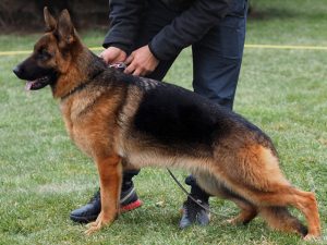 german shepherd female, jade nummer eins