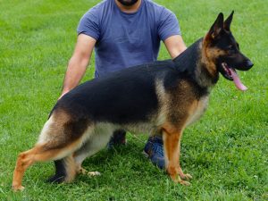german shepherd female, tabasco nummer eins