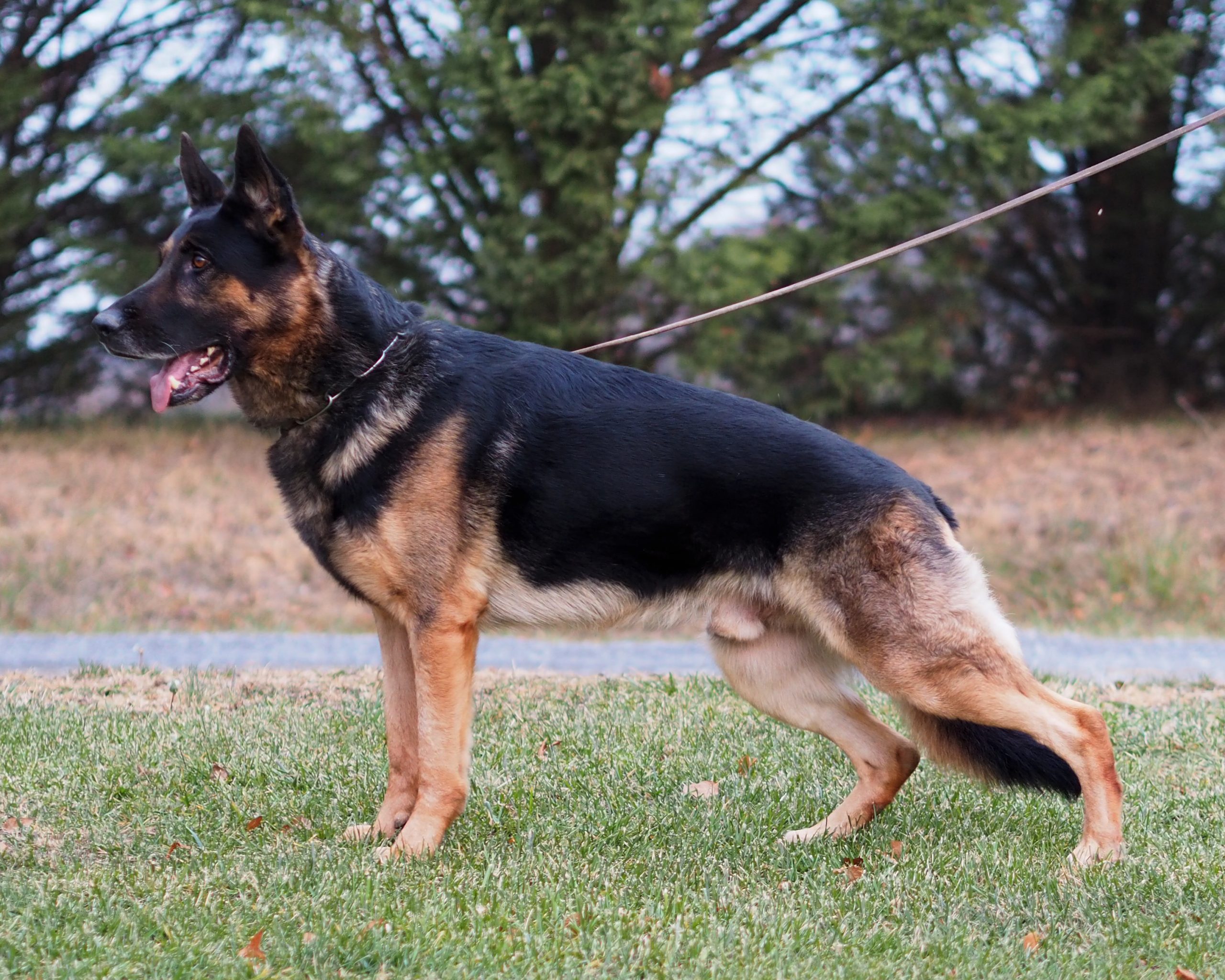 Our Boys - Nummer Eins German Shepherds
