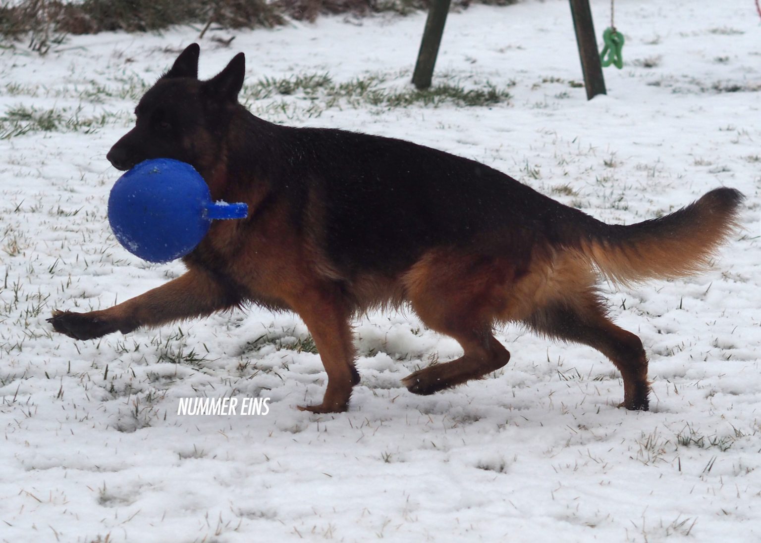 Hemi and his Jollyball: winter fun!