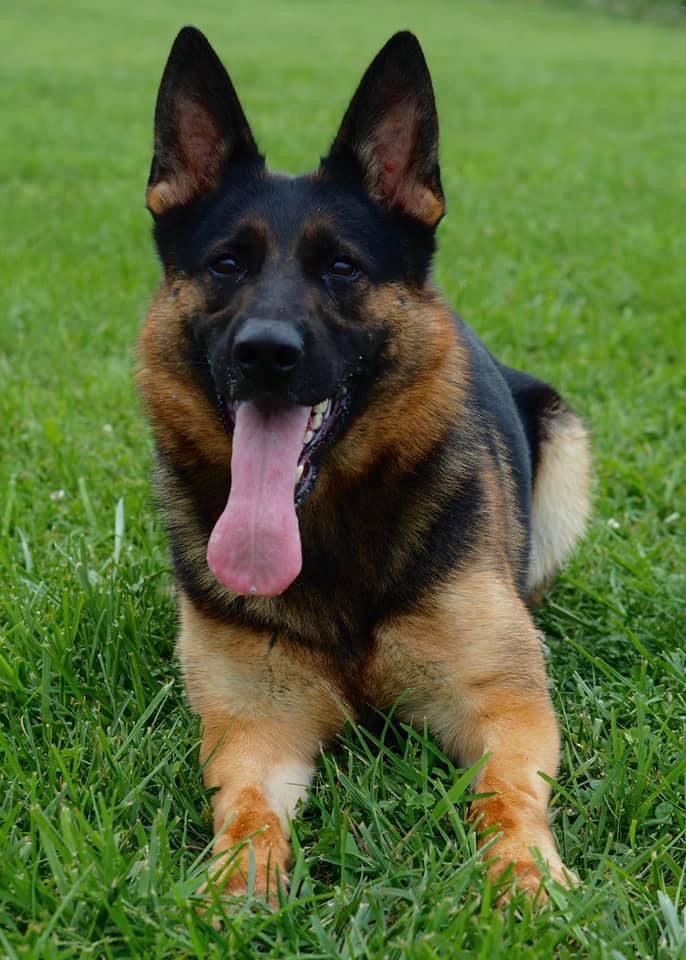 Tabasco von Nummer-Eins German Shepherd Female