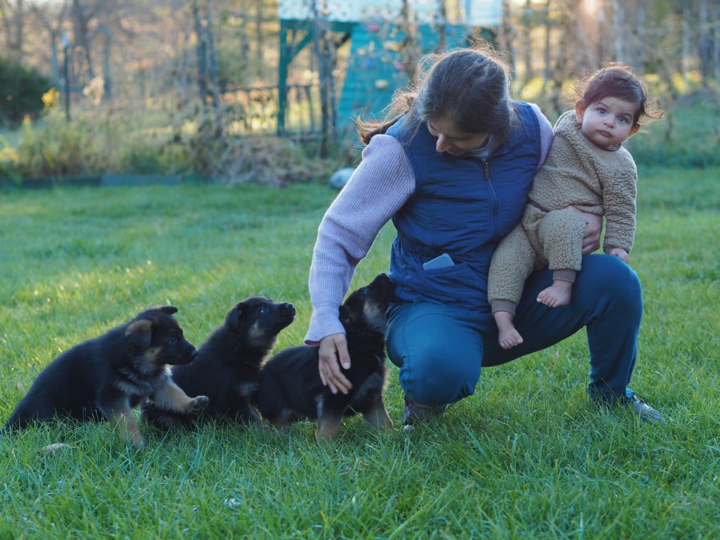 German Shepherd puppies for sale, german shepherd breeders Virginia, best german shepherd dogs