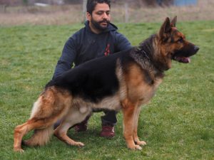 trained German Shepherd stud