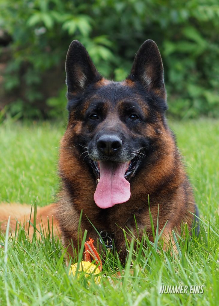 German Shepherd male head