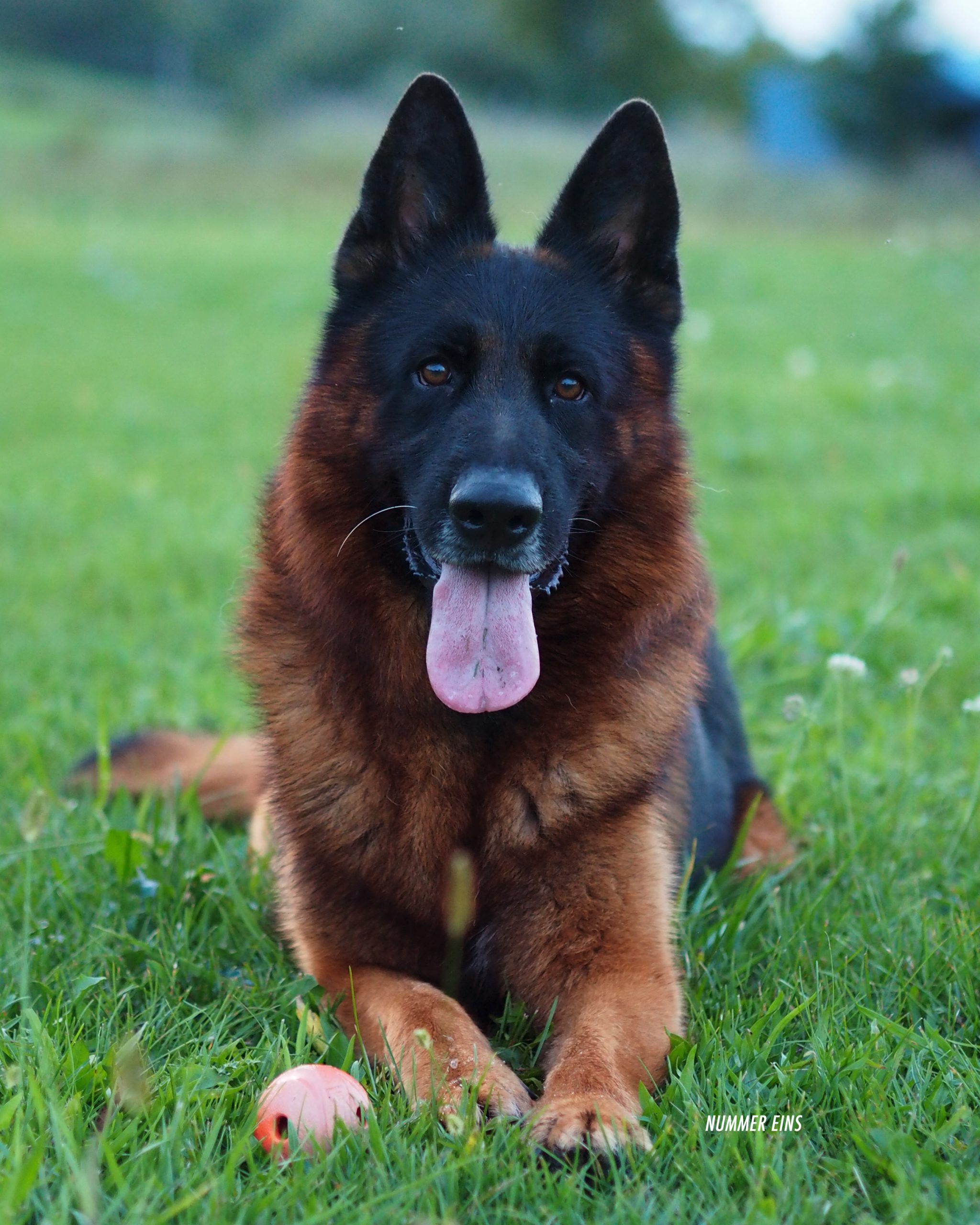 German Shepherd Dog Stud