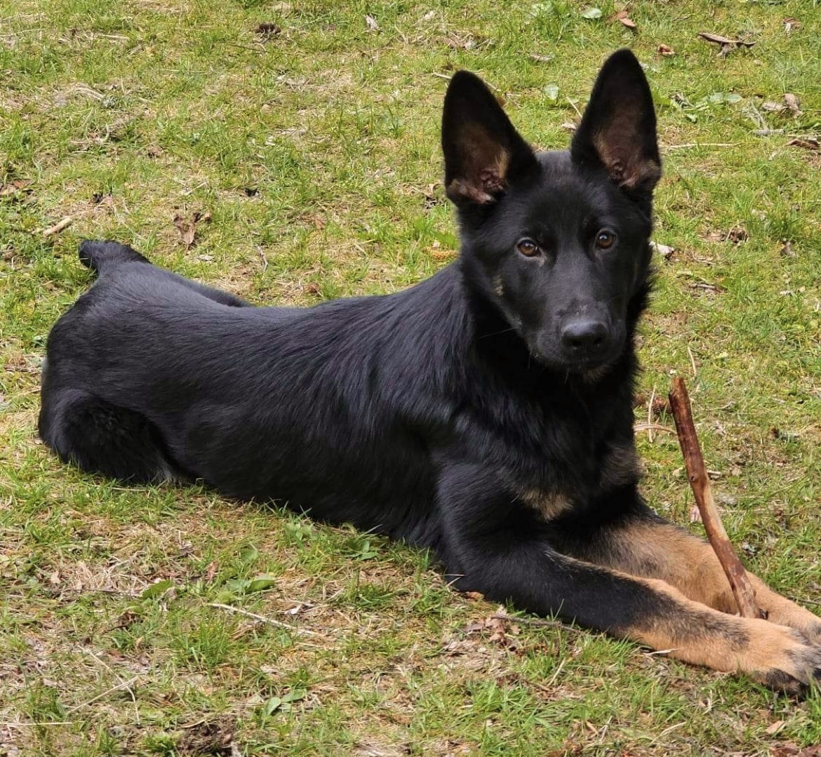 puppy with stick