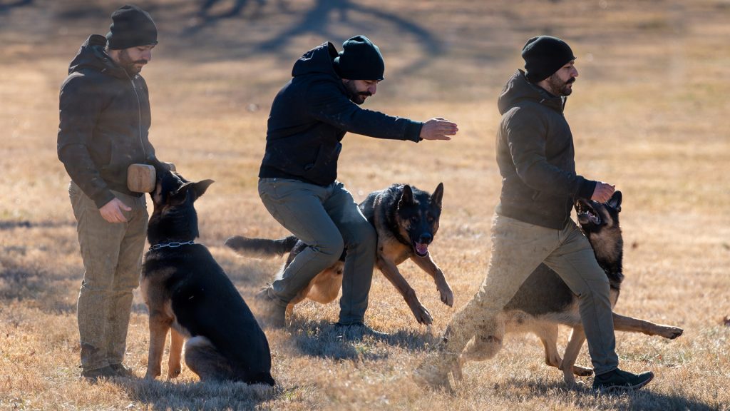 A lively composite of handler and dog, with Lupin the German Shepherd, doing focused offleash obedience in the grass during an IGP trial.