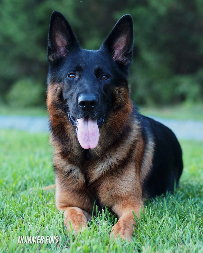 German Shepherd head