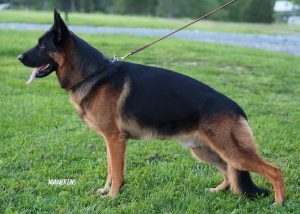 German Shepherd Dog standing