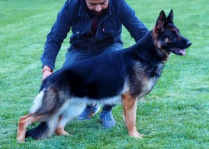 german shepherd female bi color