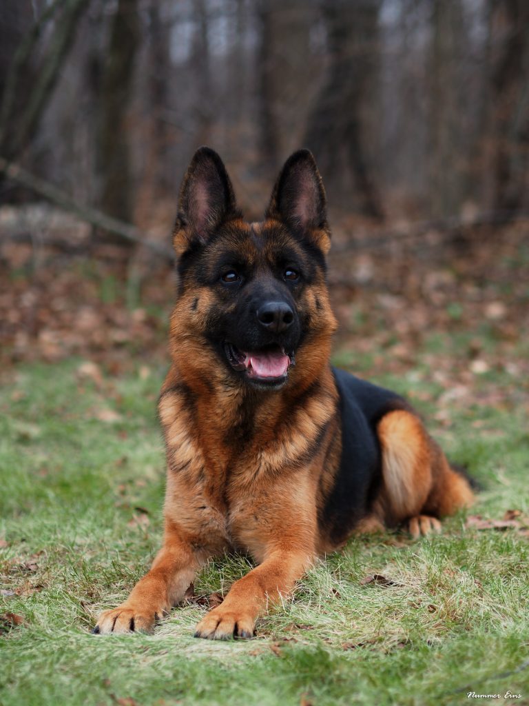 german shepherd in fall in the woods