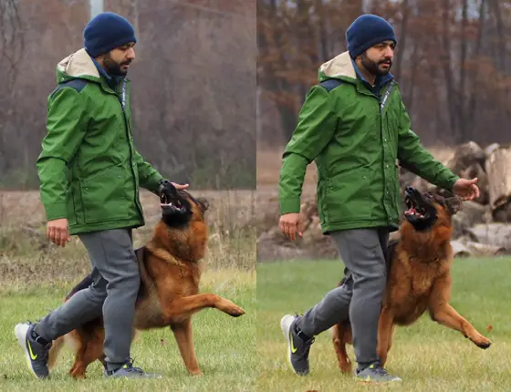 Stryder the Showlne German Shepherd doing offleash focus heeling