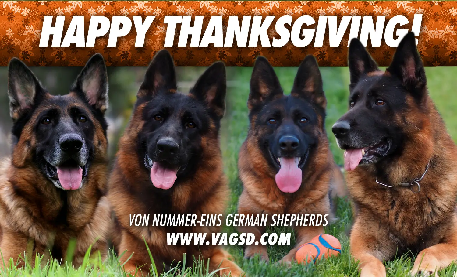 Thanksgiving Reflections: Gratitude for the Journey