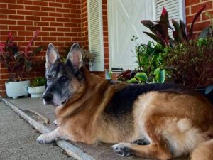 senior german shepherd, German shepherd FAQs