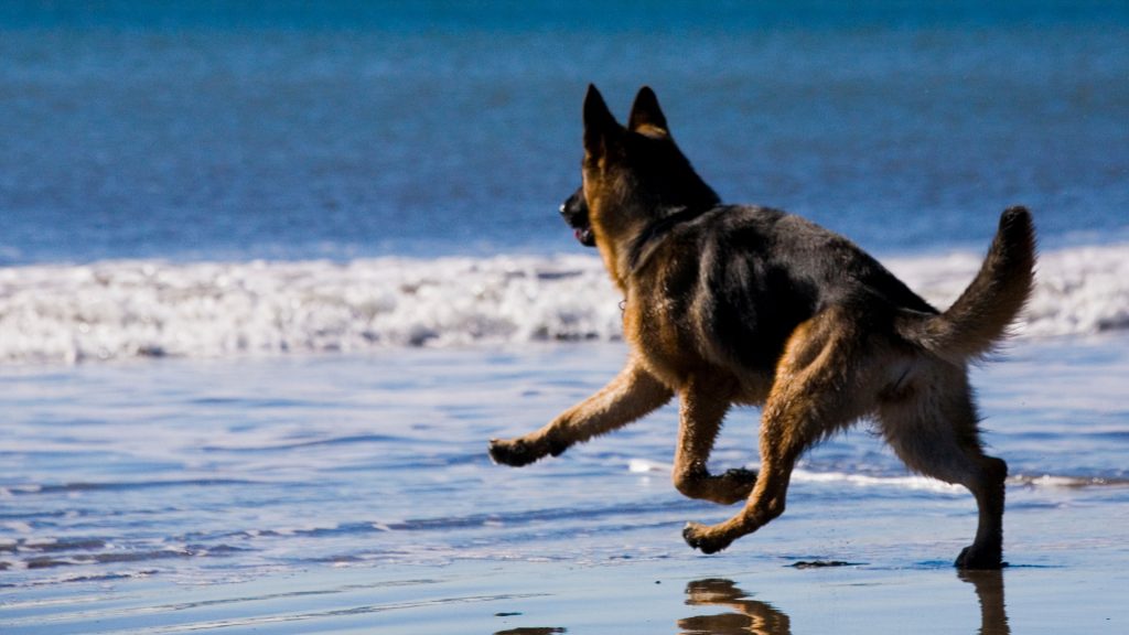 german shepherd on the beach