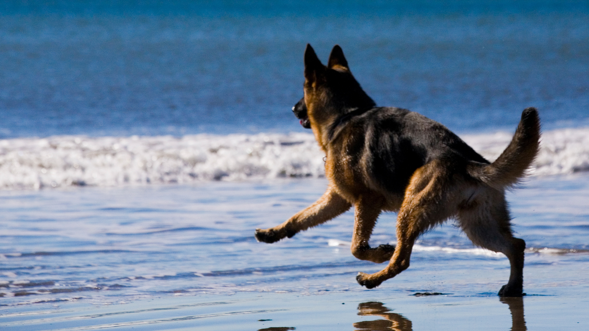 german shepherd on the beach