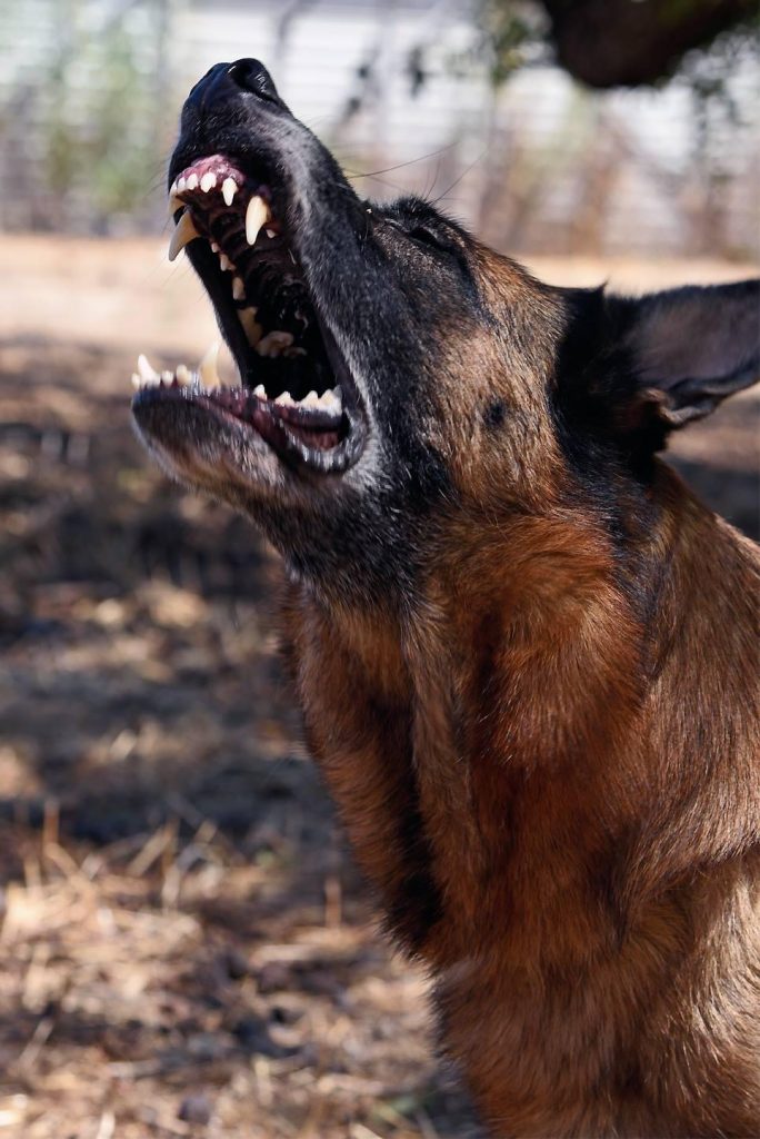 german shepherd barking