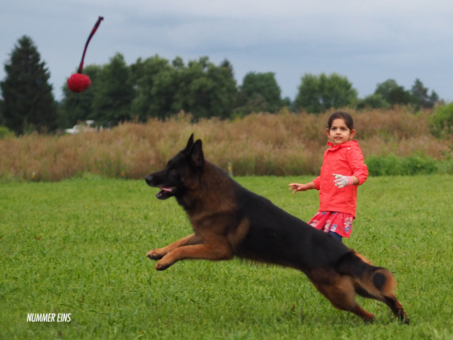 Hemi playing catch
