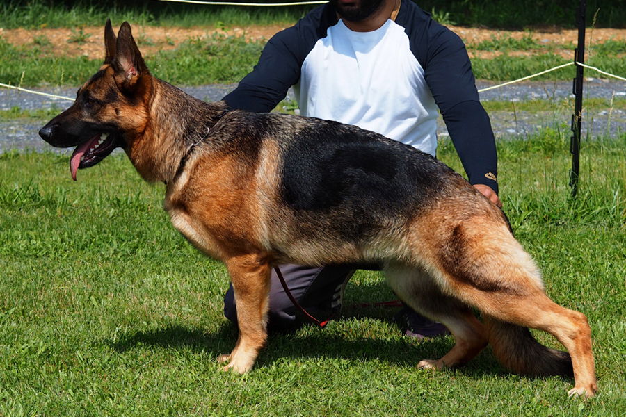 working line german shepherd female