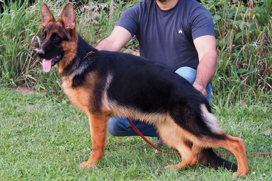 German shepherd puppy 
