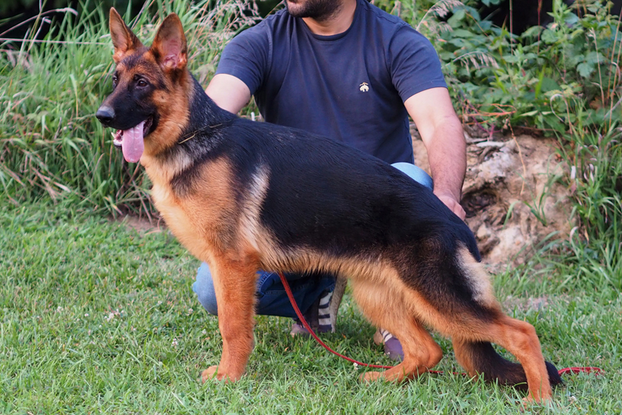 german shepherd puppy 6 months