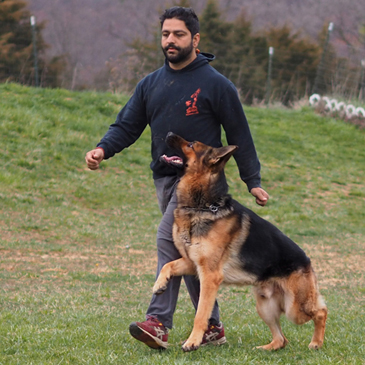 Atlas the German Shepherd performing an off-leash focus heel during obedience training at von Nummer-Eins.