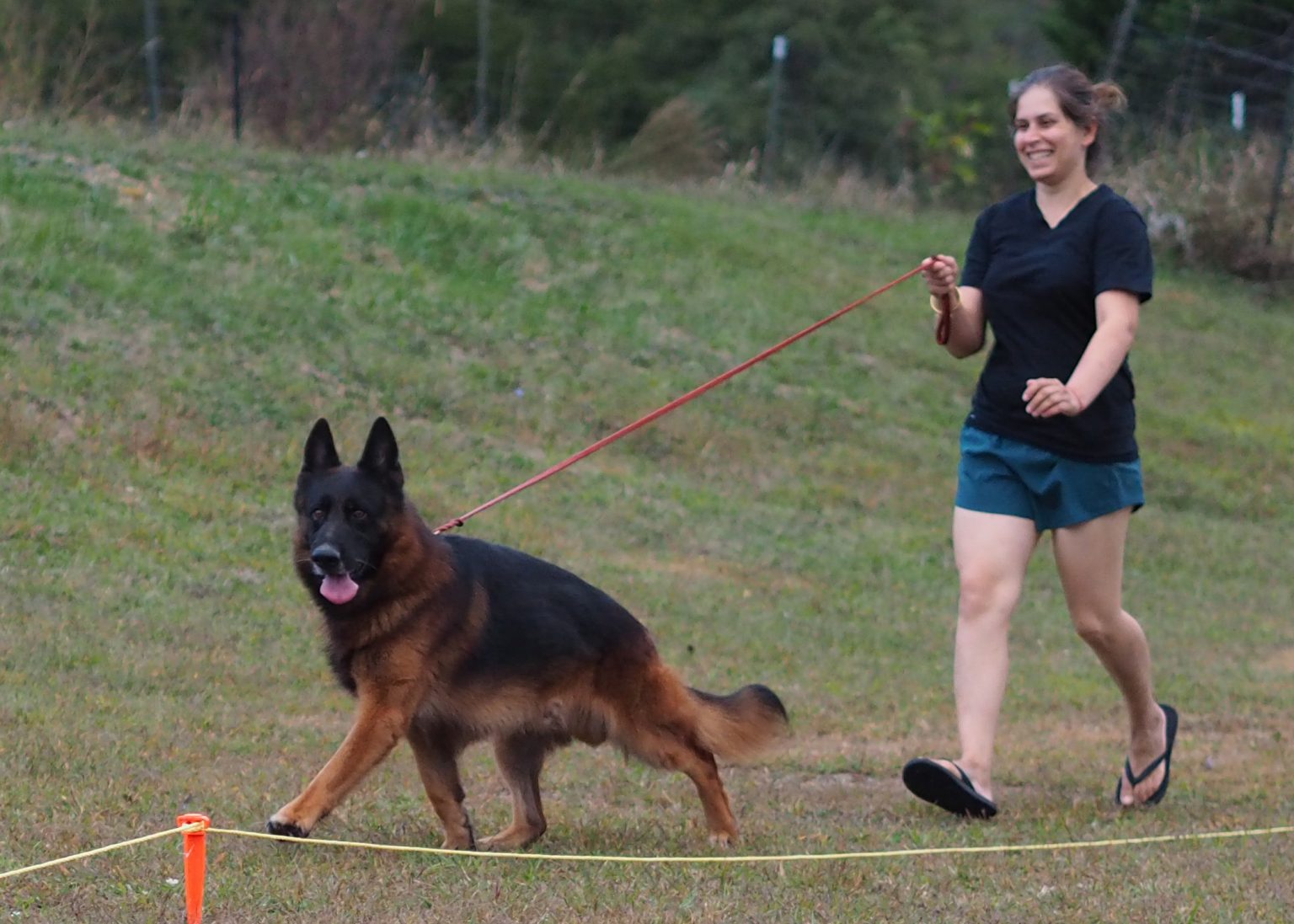A deep Red and Black German Shepherd named hemi trotting powerfully with his smiling first time handler in the ring, Showing effortless movement and balanced anatomy.