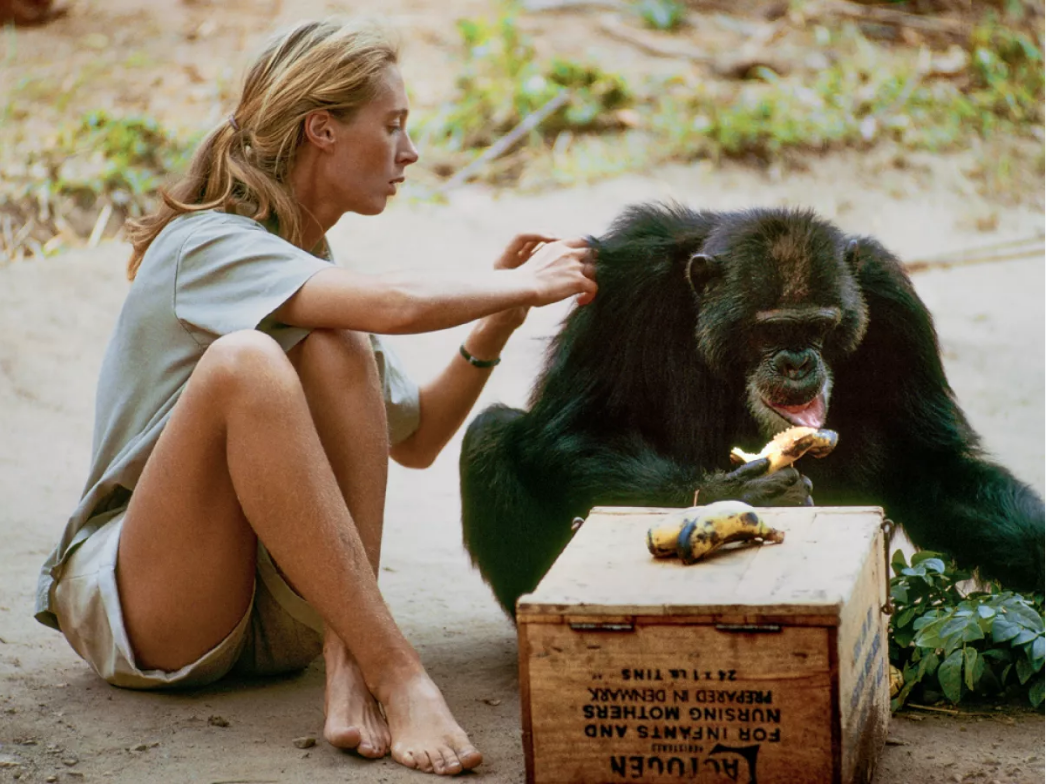 Jane Goodall - Observing chimpanzees in the wild: her groundbreaking work on animal behavior inspired generations of naturalists, trainers and German Shepherd enthusiasts.