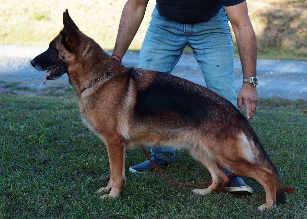 Oasis Nummer-Eins, Red Black German Shepherd female