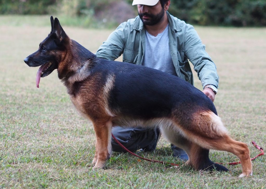 tabasco german shepherd female, working line, show line