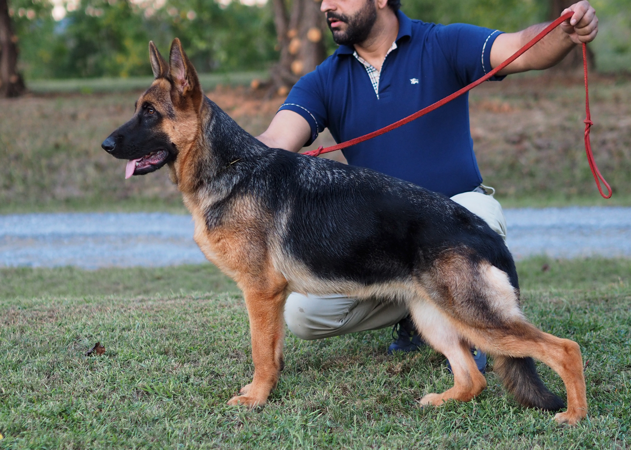 valerie von Nummer-Eins, a young German Shepherd female, from a long line of sound, balanced dogs, demonstrating correct structure in stance and motion with a confident temperament. Outcrossing show lines and working lines.