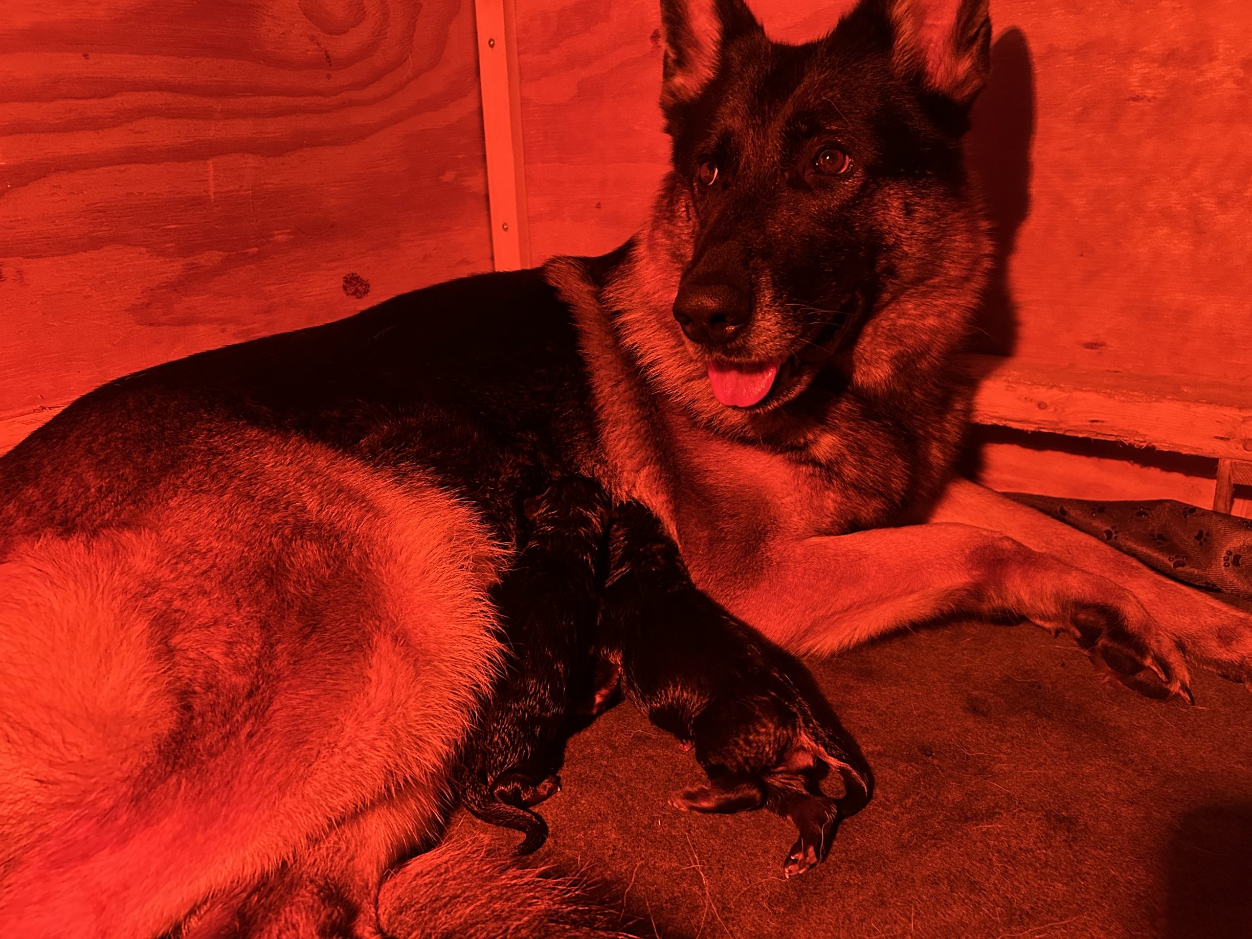 Puppy Stuck During Whelping: A Complete Guide for Dog Breeders (Feet-First, One-Leg, Hip Lock, Shoulder Hang-Up)