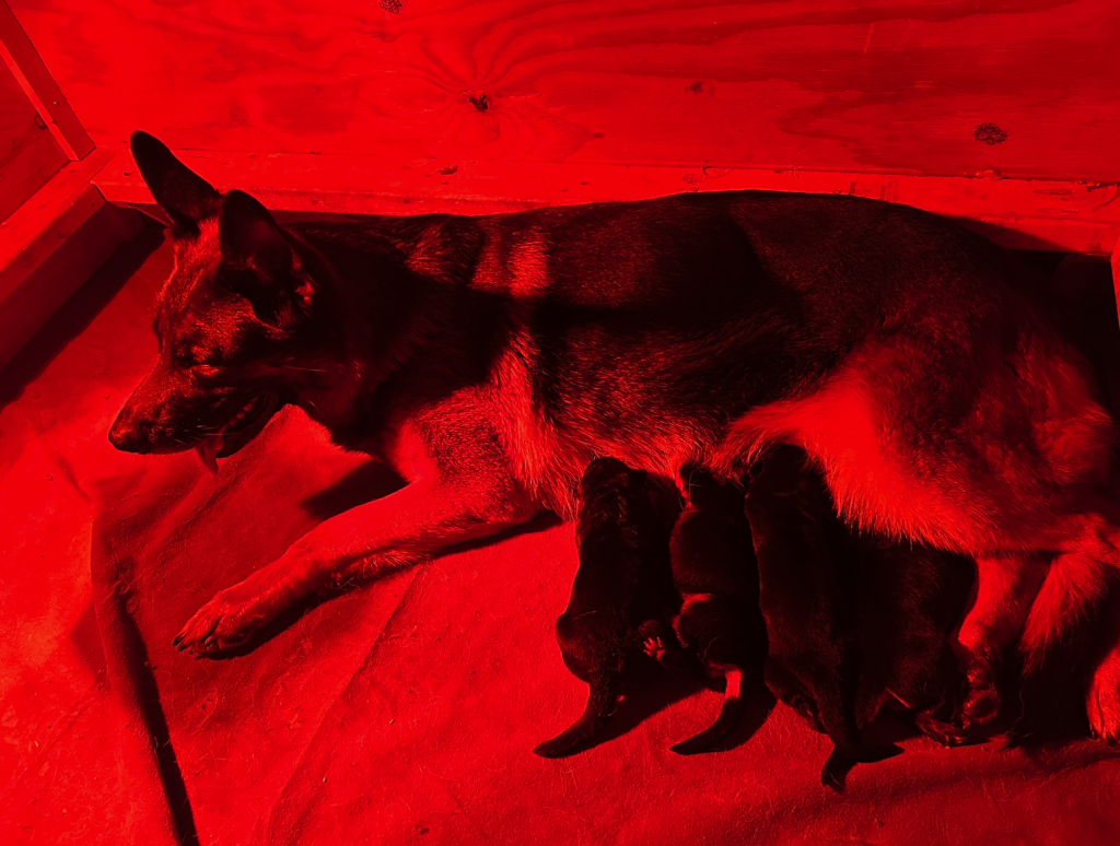 new born german shepherd puppies with the mother in whelping box