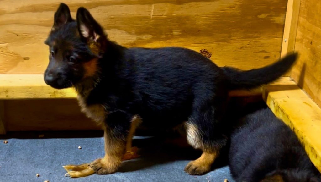 german shepherd puppy in whelping box