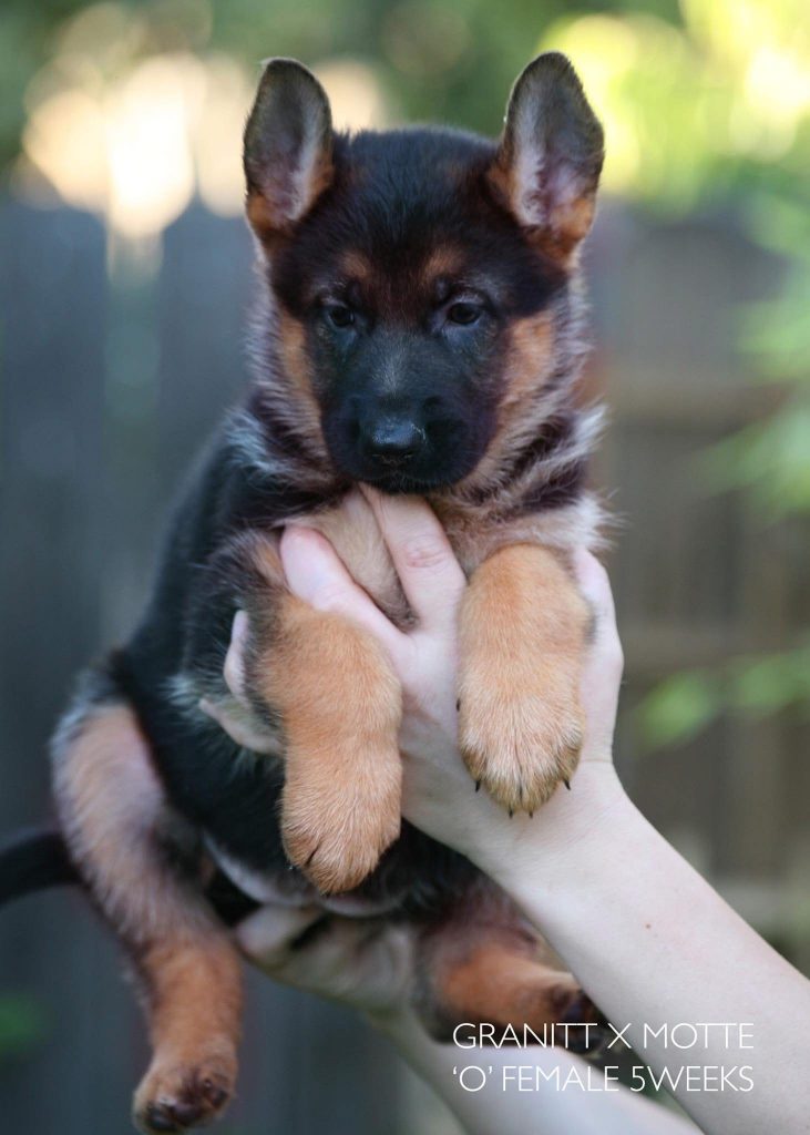 German Shepherd female Puppy from O litter Nummer-Eins 2013