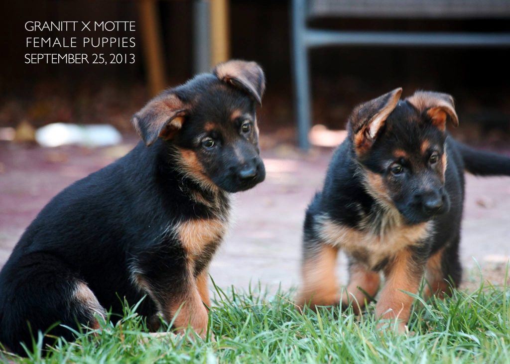 German Shepherd female Puppies: sisters from O litter Nummer-Eins 2013