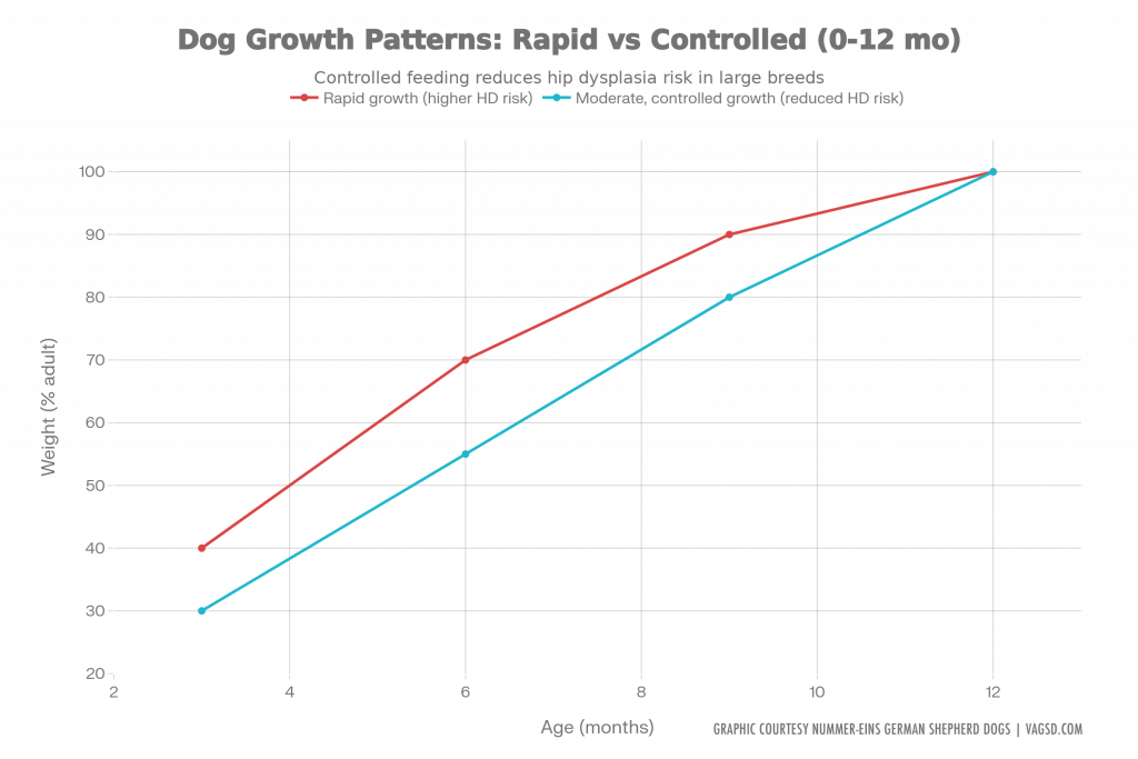 Line graph showing two growth curves in large breed dogs. A steep curve labeled rapid growth rises quickly in early months and is associated with higher risk of hip dysplasia expression, while a gradual curve labeled moderate, controlled growth shows slower weight gain over time and reduced risk during development
