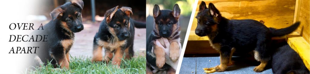 Motherline Blueprint in Breeding german shepherds, using heterosis in breeding