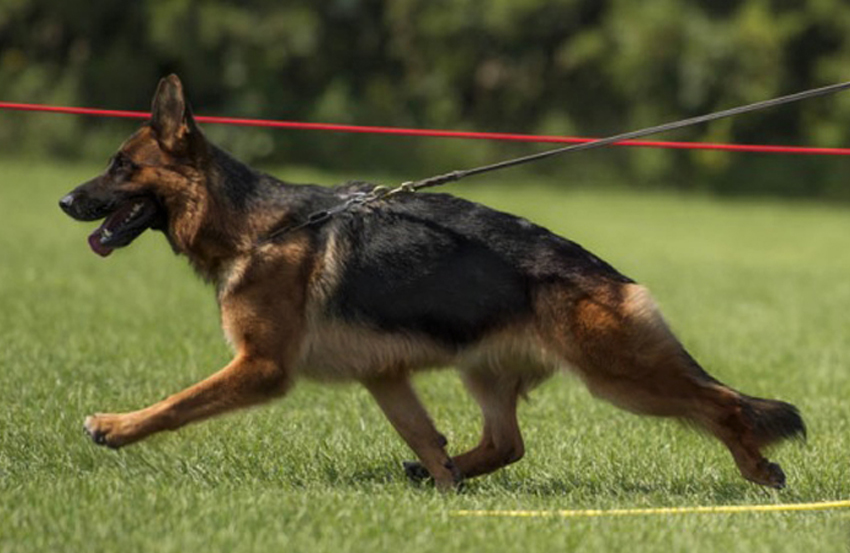 The German Shepherd in Motion: Understanding the Forehand, Neck & Withers, Proportion, and the Head as Nature’s Counterweight