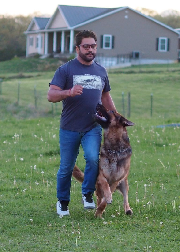 atlas german shepherd stud dog focus heeling with handler