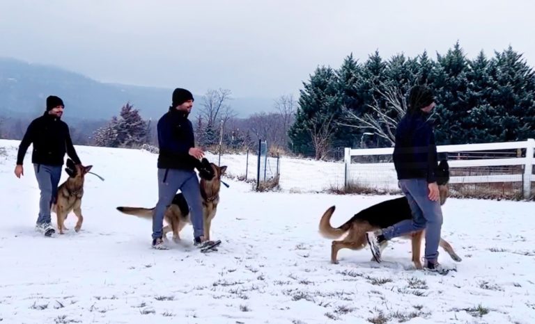 Atlas German Shepherd focus heeling sequence in snow