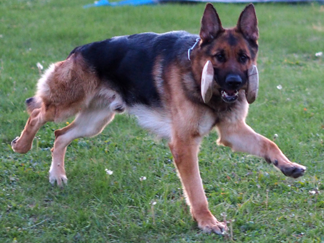 Atlas retrieving the wooden dumbell in IGP1