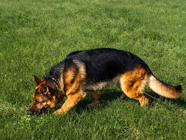 Atlas tracking in hay with a deep nose