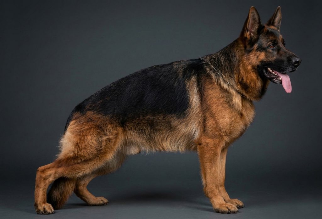 german shepherd stud dog | spartak splitberg